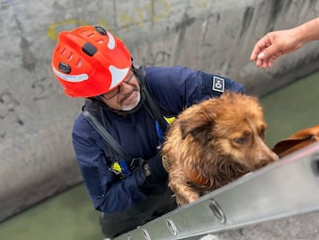 Rescatan a "Muñeca", una perrita que se encontraba al interior de un dren en Querétaro
