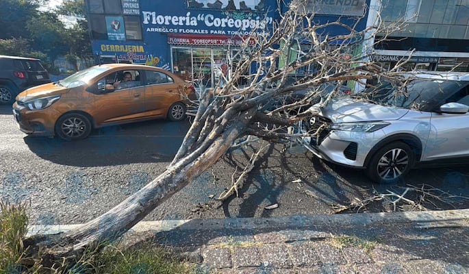 Vientos derriban árbol seco sobre vehículo en avenida Cimatario