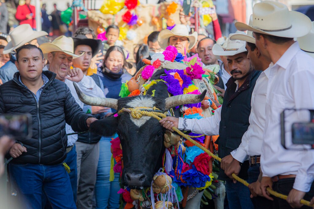 El Pueblito vive su tradicional "Paseo del Buey"
