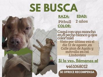 Buscan a un perrito pitbull en Querétaro; fue visto por última vez el 12 de agosto