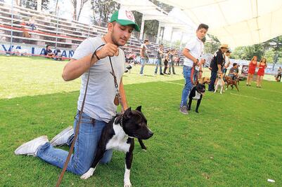 Realizan exposición de pitbulls en El Marqués