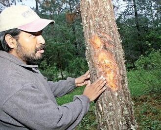 Combaten a gusano en Sierra Gorda