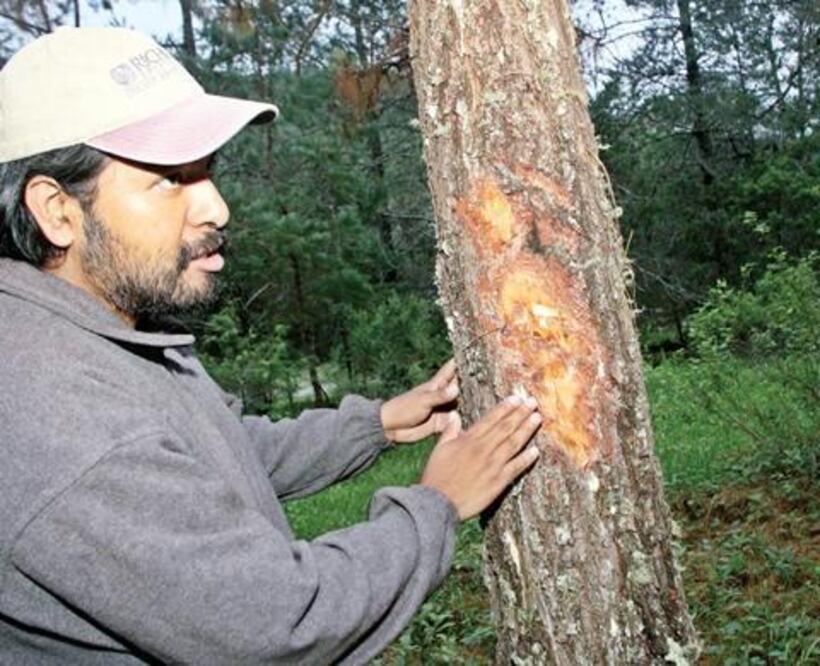 Combaten a gusano en Sierra Gorda