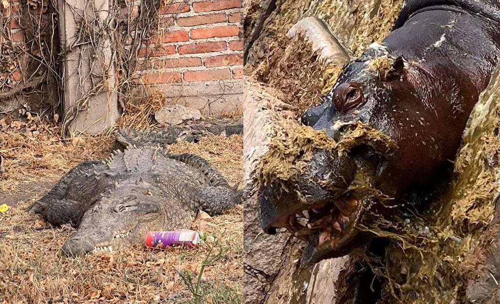 Zoológico Wamerú responde a denuncias de maltrato animal