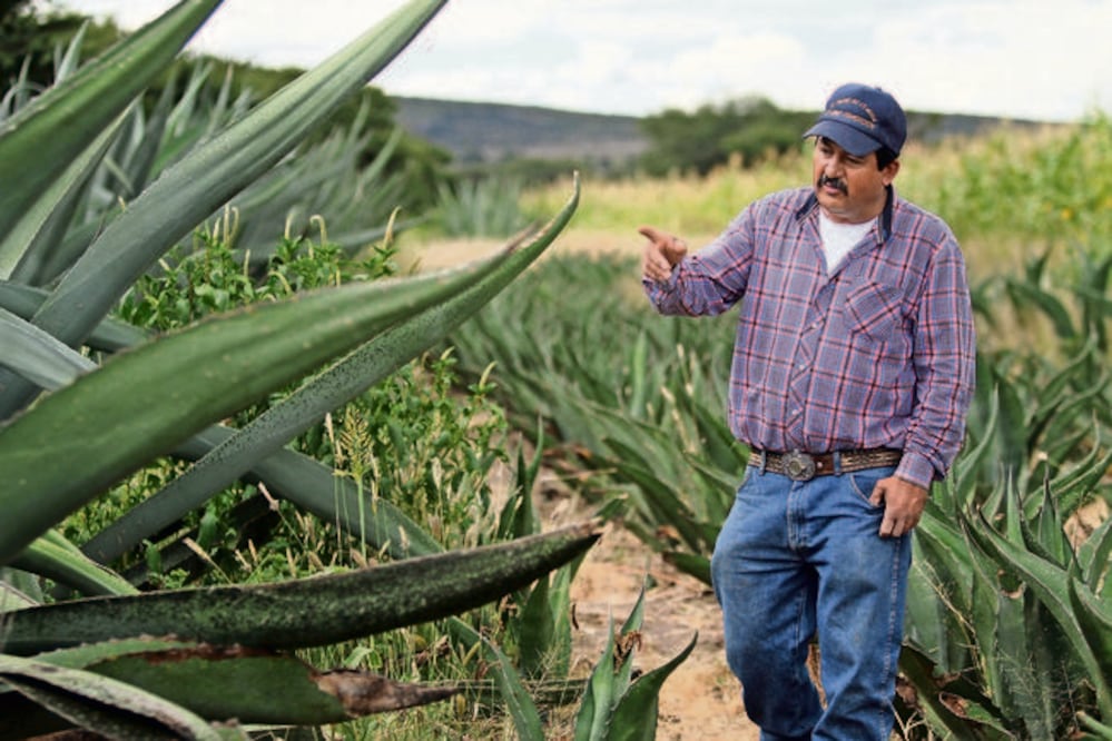 Óscar Sánchez Mora cultiva en su parcela tres variedades de maguey: el chalqueño —el rey de los magueyes—, el sanjuanero pencalarga y el xamini (GÓMEZ. EL UNIVERSAL)