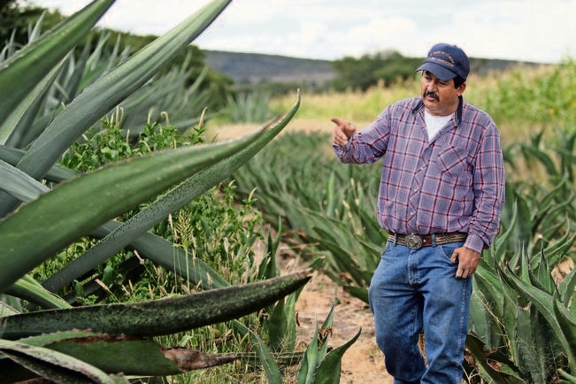 “Siempre hemos vivido del maguey; lo traemos en la sangre”