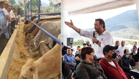 Ganaderos pedirán apoyo al gobernador Mauricio Kuri ante crisis por sequía
