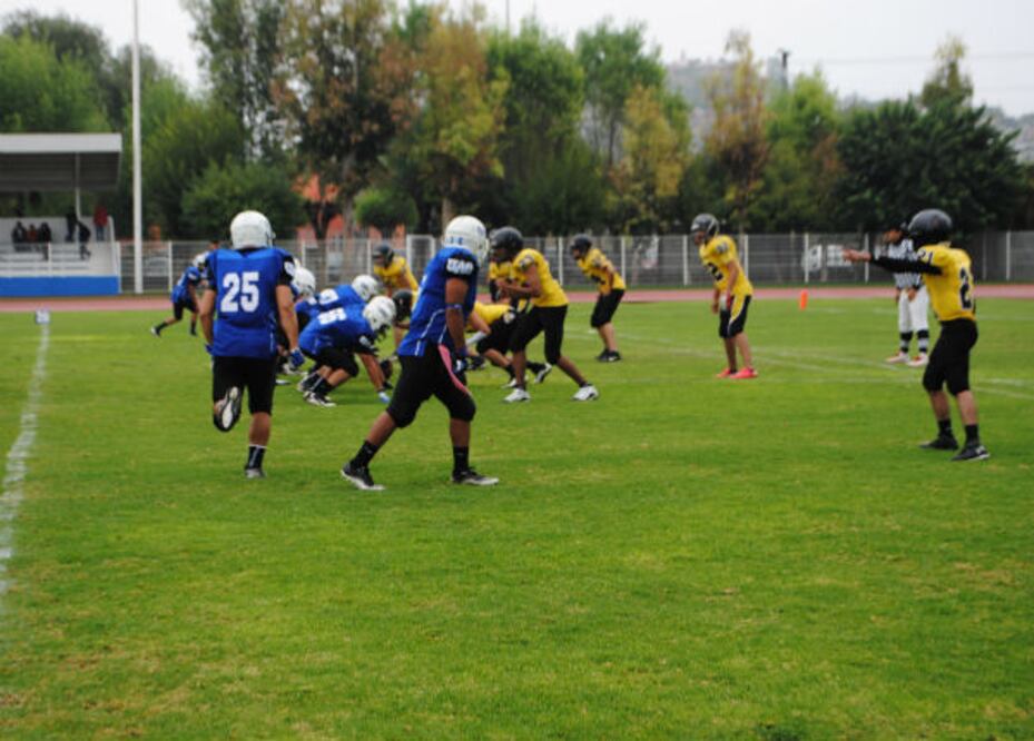 Gatos Salvajes blanquean a Avispones