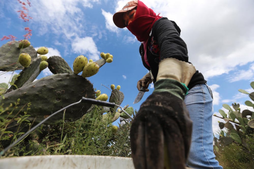 Alrededor de 75% y 80% de los productos agrícolas generados en Querétaro son exportados a EU, dice el diputado José González (ZALO IBÁÑEZ. EL UNIVERSAL)
