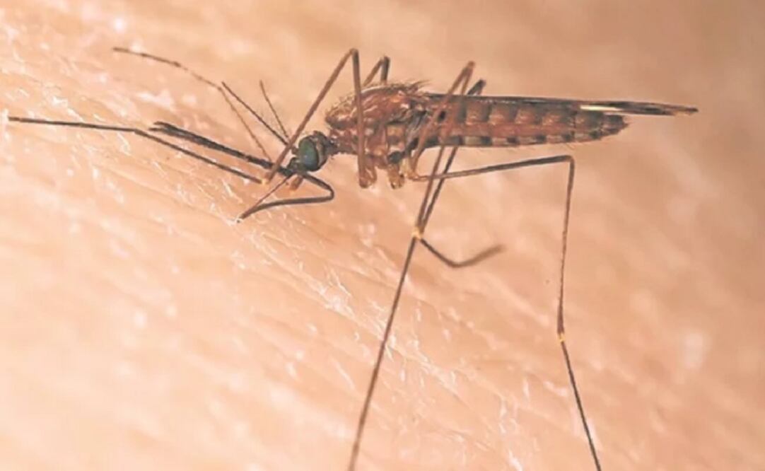 Foto: Archivo. El Universal