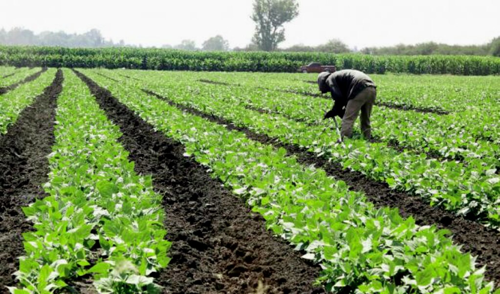 Campo, el más afectado por abatimiento de agua: Sedea