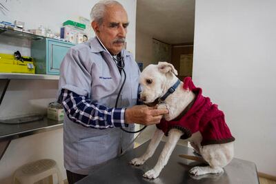 Automedicar. El peligro de dar fármacos inadecuados a las mascotas