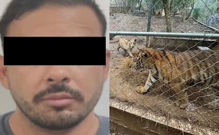 Cae en NL José Antonio “N”, líder de célula del Cártel del Noroeste; autoridades aseguran siete tigres, armas y vehículos