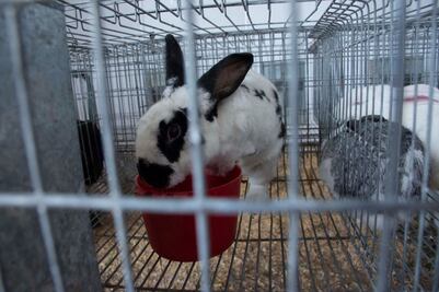 Crece 200% el consumo de carne de conejo en Querétaro