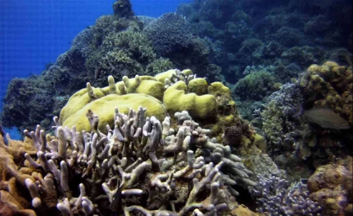 Foto: Cortesía Rodrigo Navarro, archivo