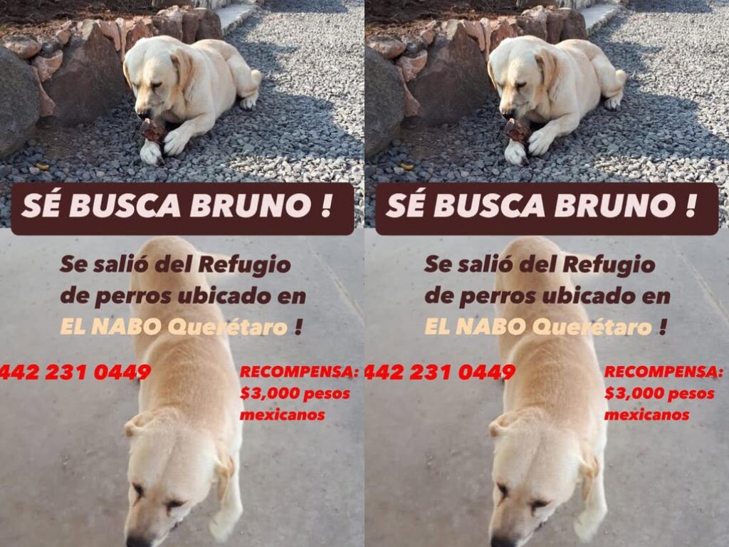 Buscan al perrito Bruno en Querétaro; se salió de un refugio animal
