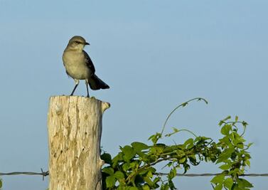 Caza indiscriminada de Cenzontle en SJR