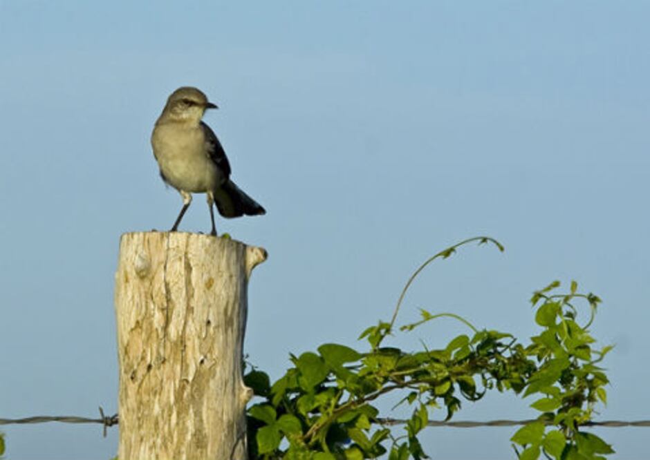 Caza indiscriminada de Cenzontle en SJR
