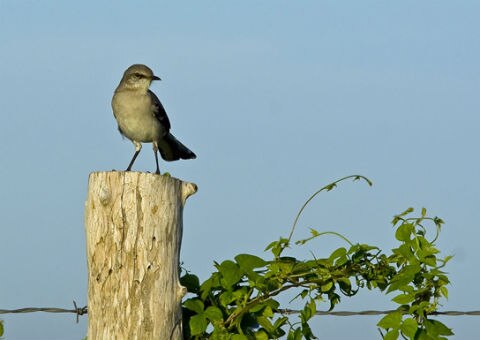 Caza indiscriminada de Cenzontle en SJR