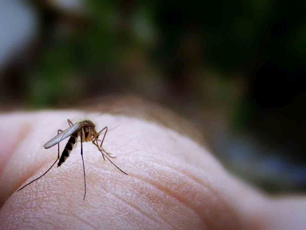 Suben 65.4% los casos de dengue en una semana