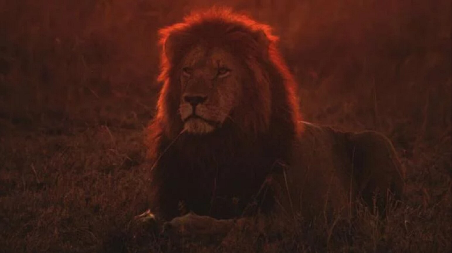 Suspenden clases porque un león anda suelto, en Valle de Bravo