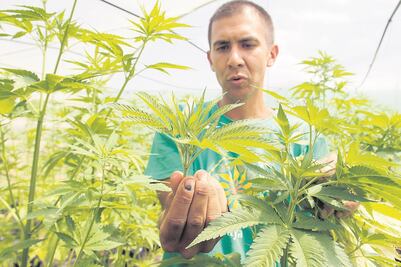 #Avance| "Centro Fox será invernadero de marihuana": Vicente Fox