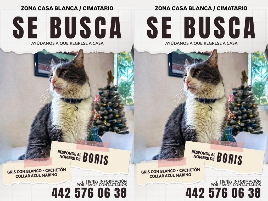 Buscan al gatito Boris en Querétaro; se salió de su casa