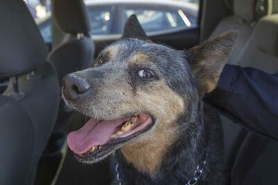 Operativo canino. Policías municipales salvan a perrita en un dren