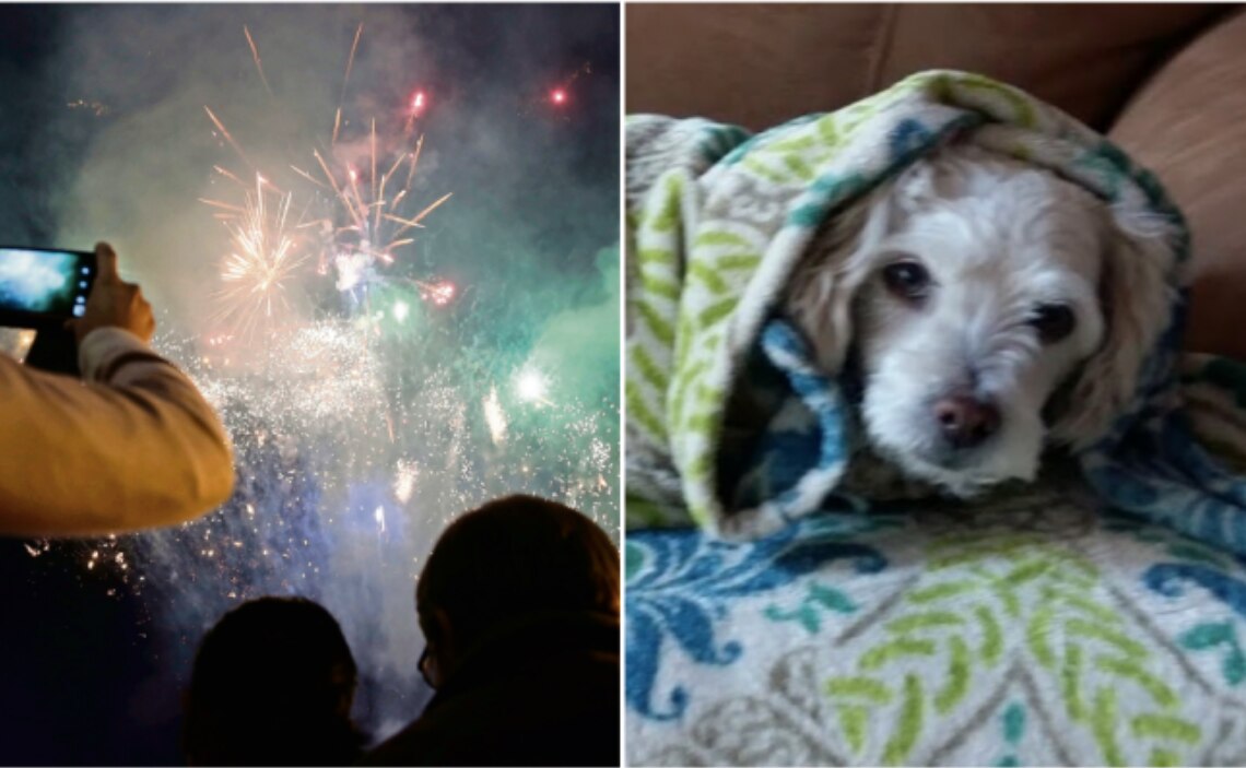 Sonidos de cohetes pueden matar a perros de un ataque de ansiedad: especialista
