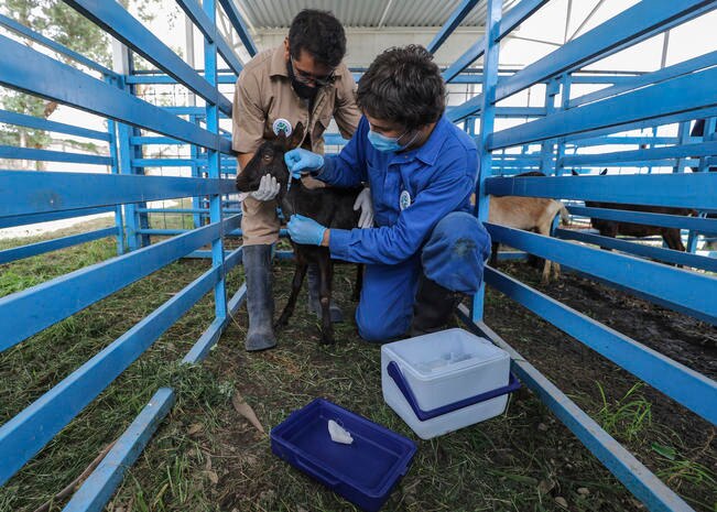Universidad Autónoma de Querétaro avanza en encontrar vacuna contra el Covid-19