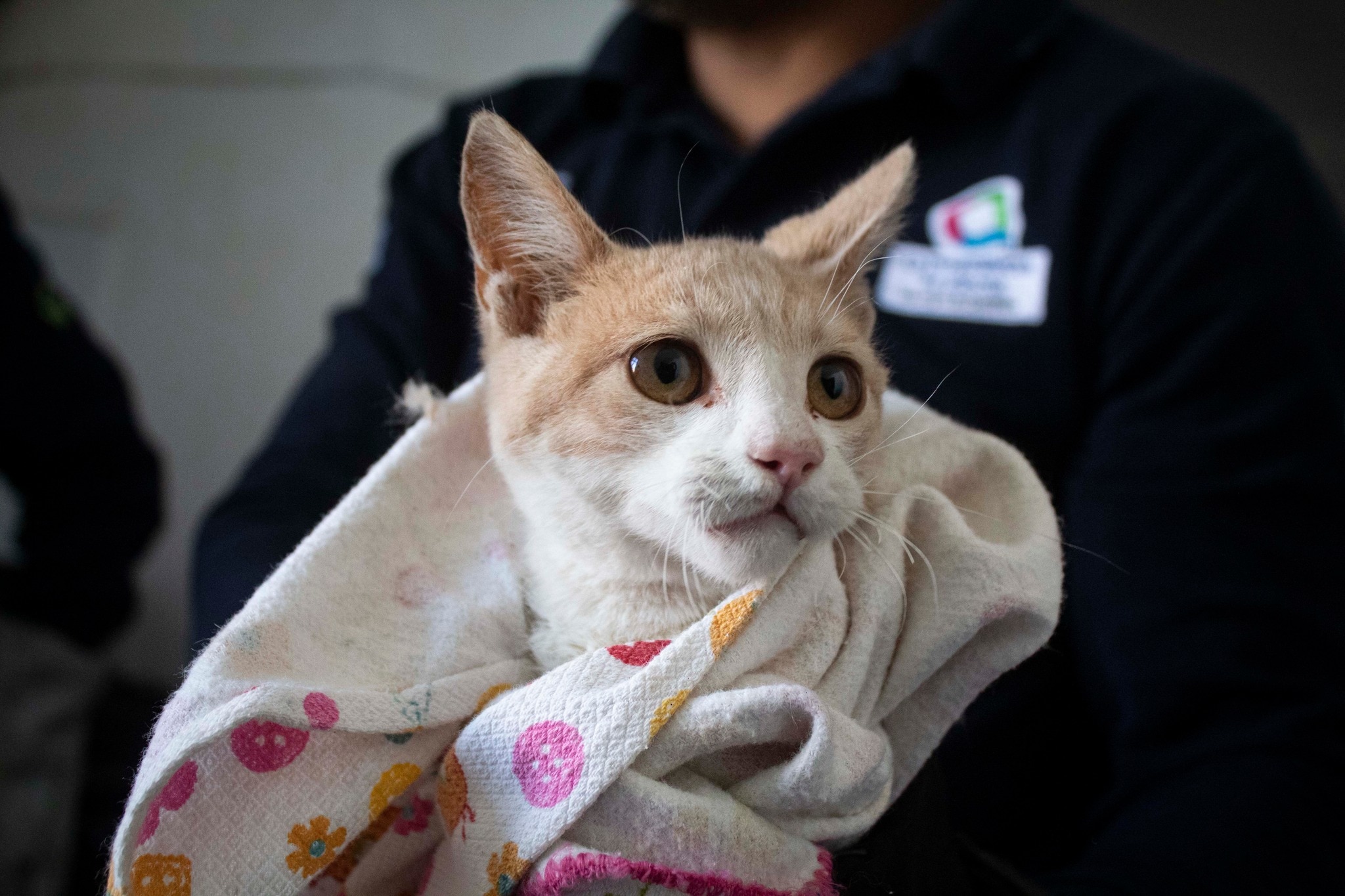 ¡Se metió a la estufa! Rescatan a gatito en Querétaro