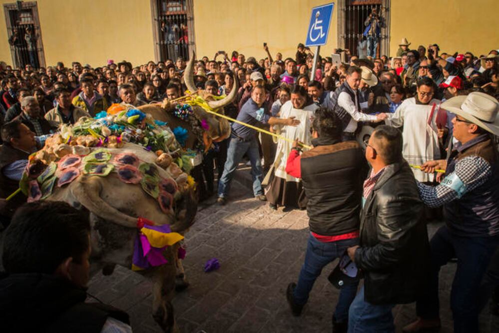 Los animales recorren las calles a la vista de todos para comprobar que están en buen estado de salud y que son dignos de convertirse en un delicioso caldo en honor a la virgen. Después la carne será entregada a los mayordomos. Foto: DEMIAN CHÁVEZ