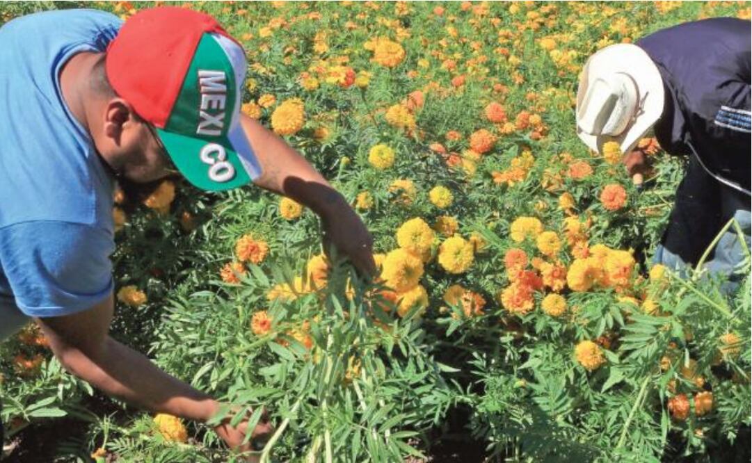 Labor. Jornaleros, en un campo de flores de cempasúchil, en un terreno en el ejido Loma Blanca, en Chihuahua. Foto: CHRISTIAN TORRES. XINHUA