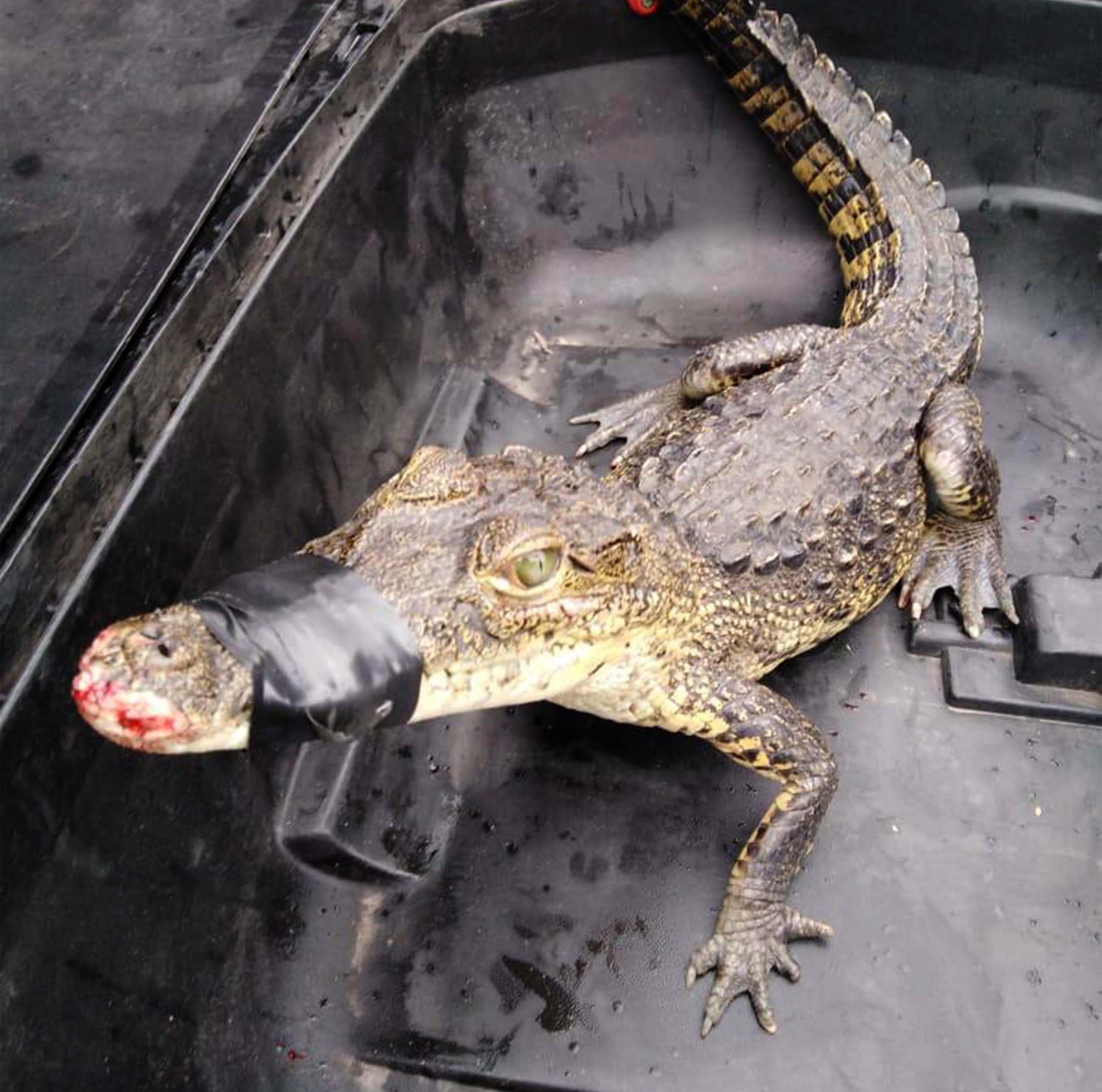 Rescatan una cría de cocodrilo en SJR