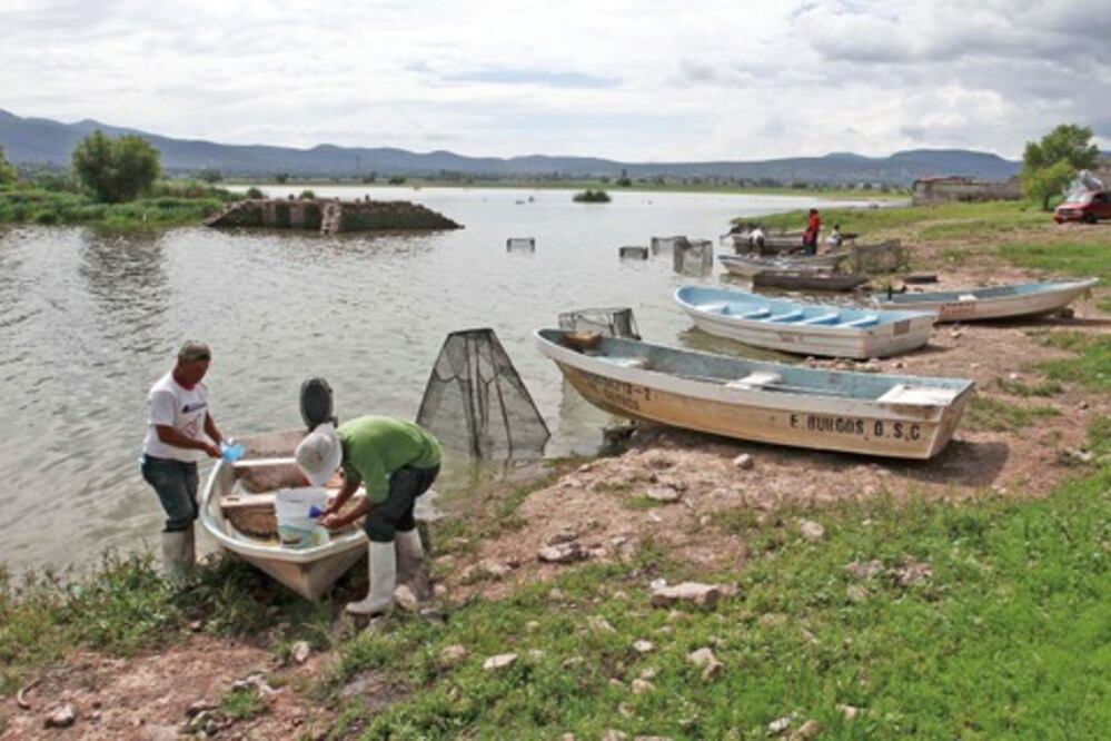 Prevén ‘sembrar’  100 mil peces  