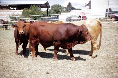 2012, año perdido: ganaderos