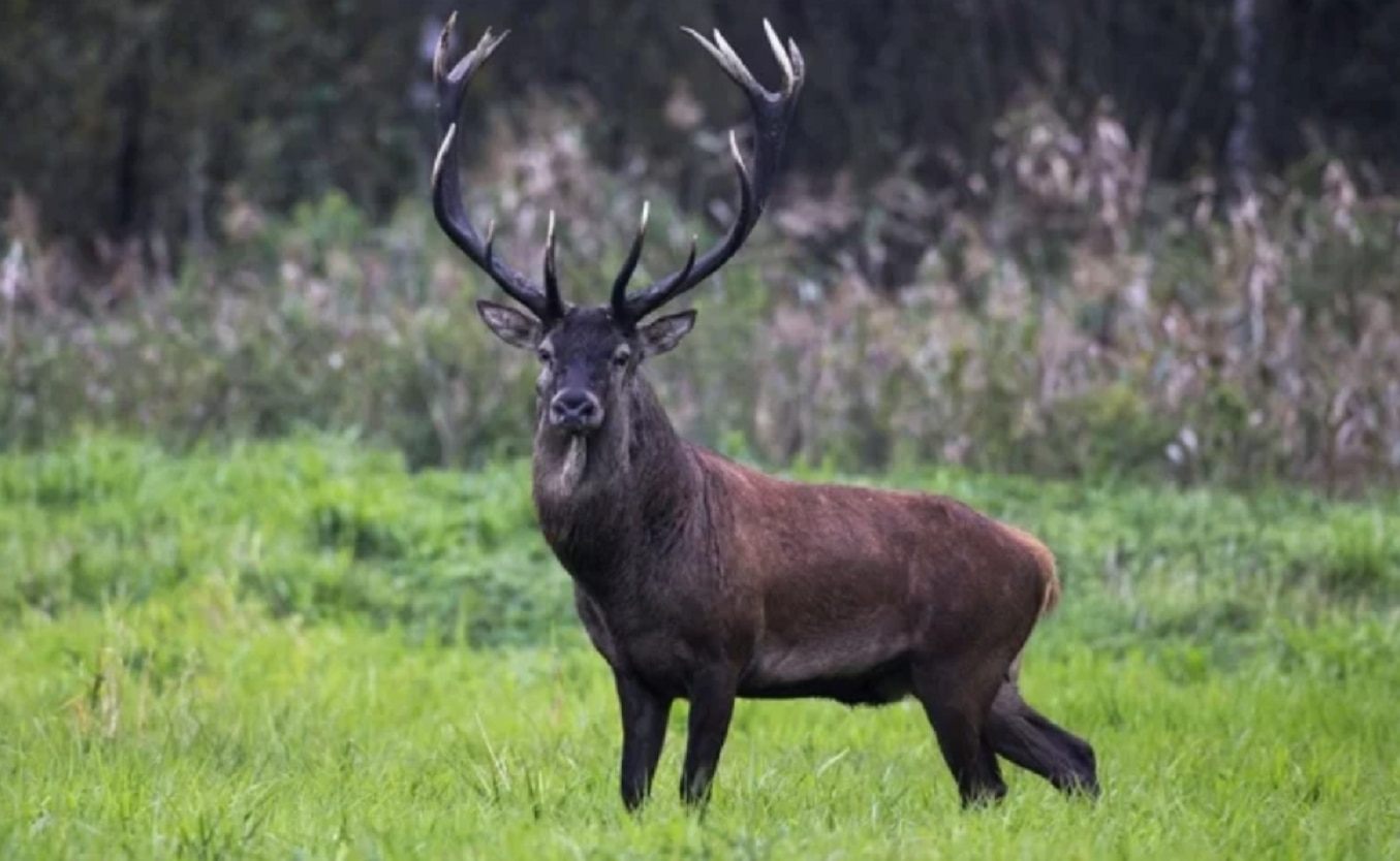 Ciervo se hace el muerto y mata a cazador que le disparó en Arkansas