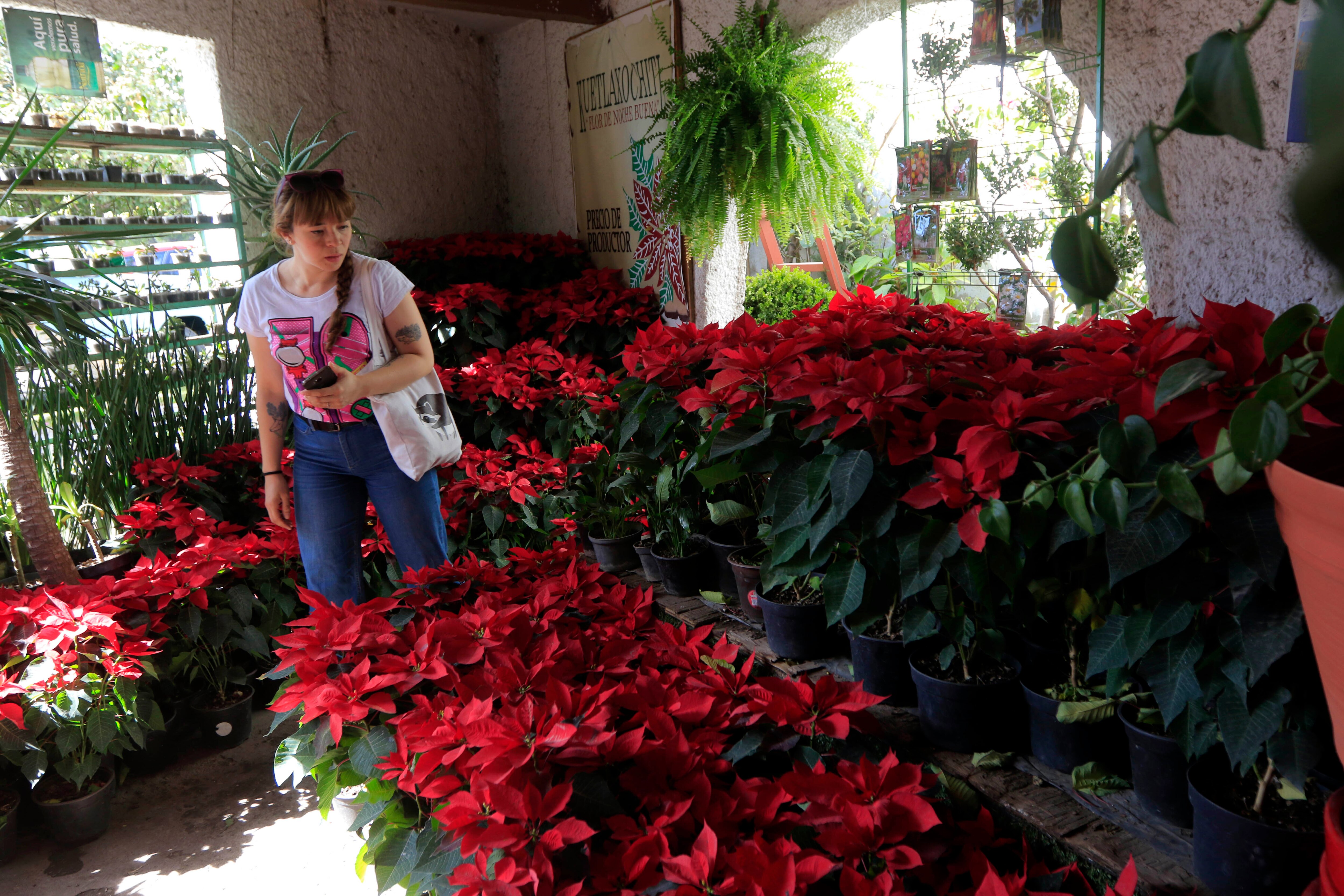 Venderán más de 19 millones de plantas de nochebuena