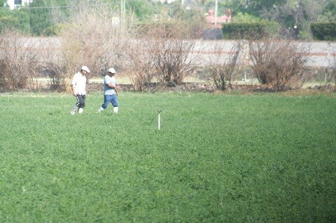 Lluvias dan más zonas de cultivo: Sedea 