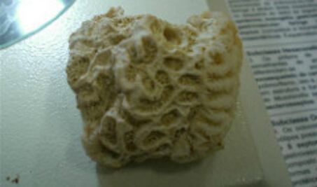 Hallan en Mérida fósil con antigüedad de entre cinco y 23 millones de años