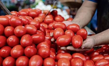 Por aranceles, bajan 11% precios del jitomate saladet en México; suben hasta 10% en EU