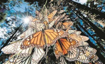 En riesgo, la migración de la mariposa monarca