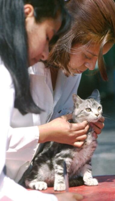 Resaltan labor de hospital veterinario de facultad