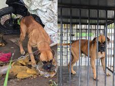Rescatan a perrito en mal estado tras denuncias ciudadanas en San Juan del Río