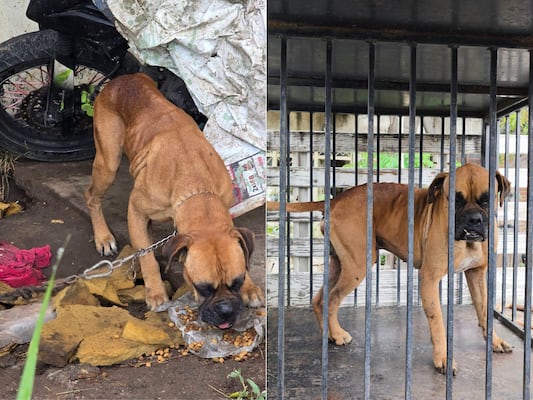 Rescatan a perrito en mal estado tras denuncias ciudadanas en San Juan del Río