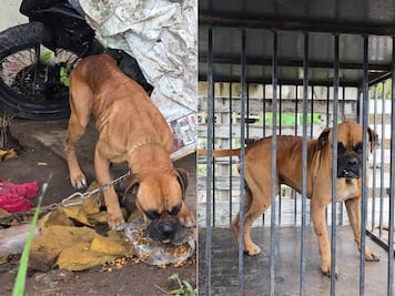 Rescatan a perrito en mal estado tras denuncias ciudadanas en San Juan del Río