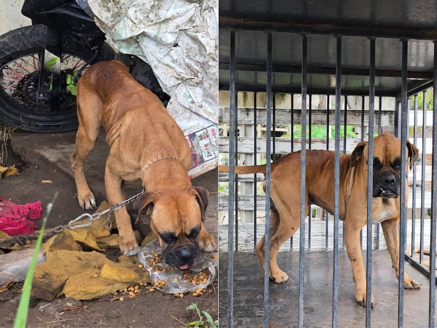 El perrito se encontraba en condiciones inadecuadas de vivienda y presentaba mal estado de salud. Foto. Captura de pantalla
