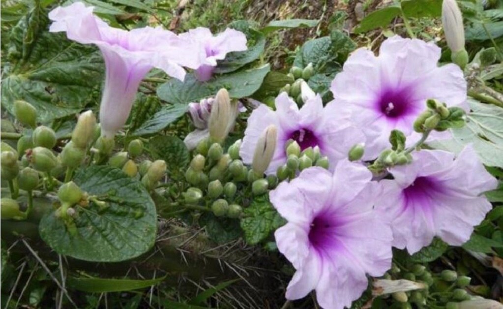 3 fascinantes plantas latinoamericanas recién descubiertas por la ciencia