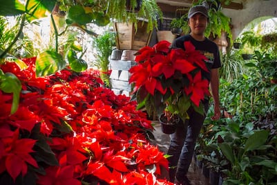Viveros de Querétaro ya tienen en venta la flor de Nochebuena 