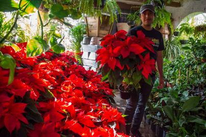 Viveros de Querétaro ya tienen en venta la flor de Nochebuena